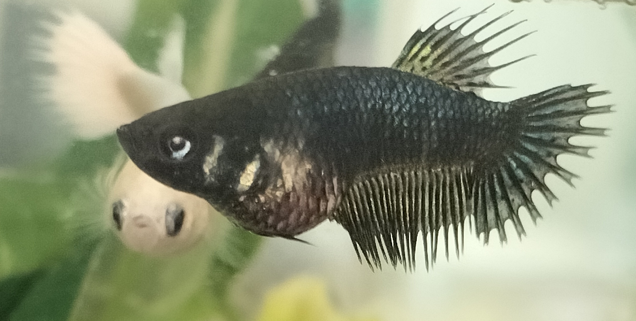 ベタの病気・トラブル