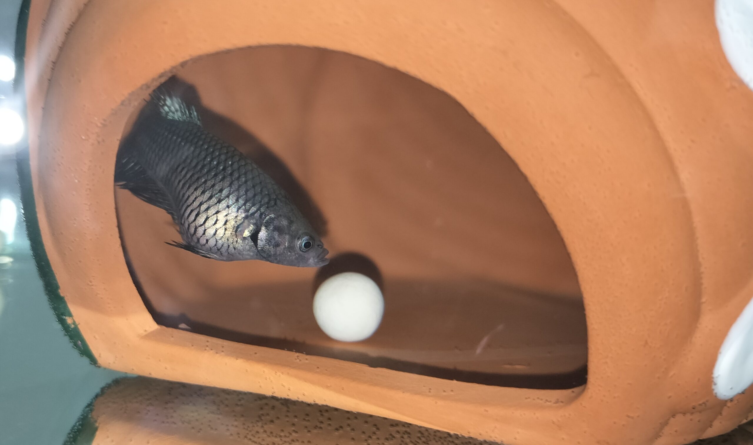 ベタ水槽・おすすめ用品