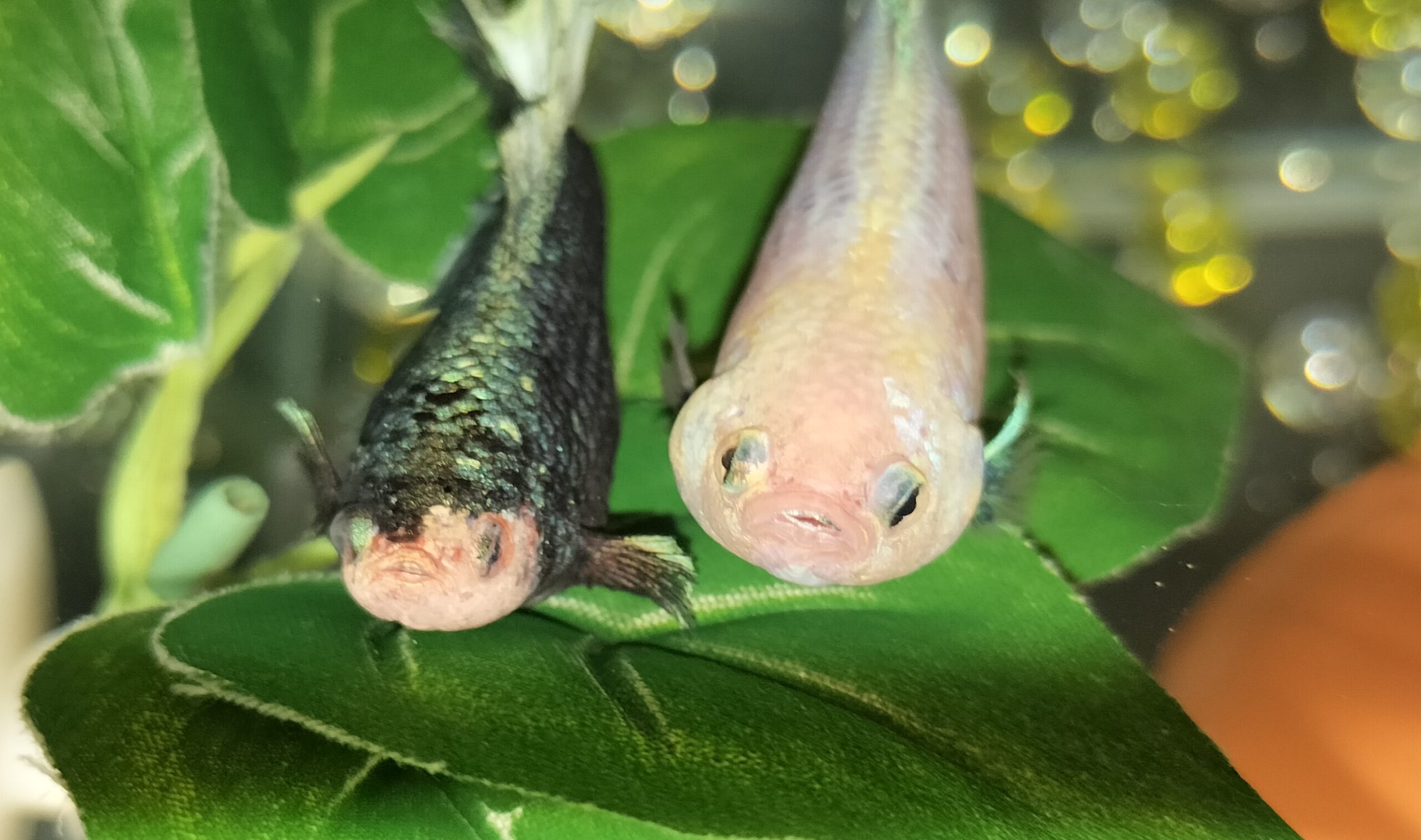 ベタ混泳・生き物
