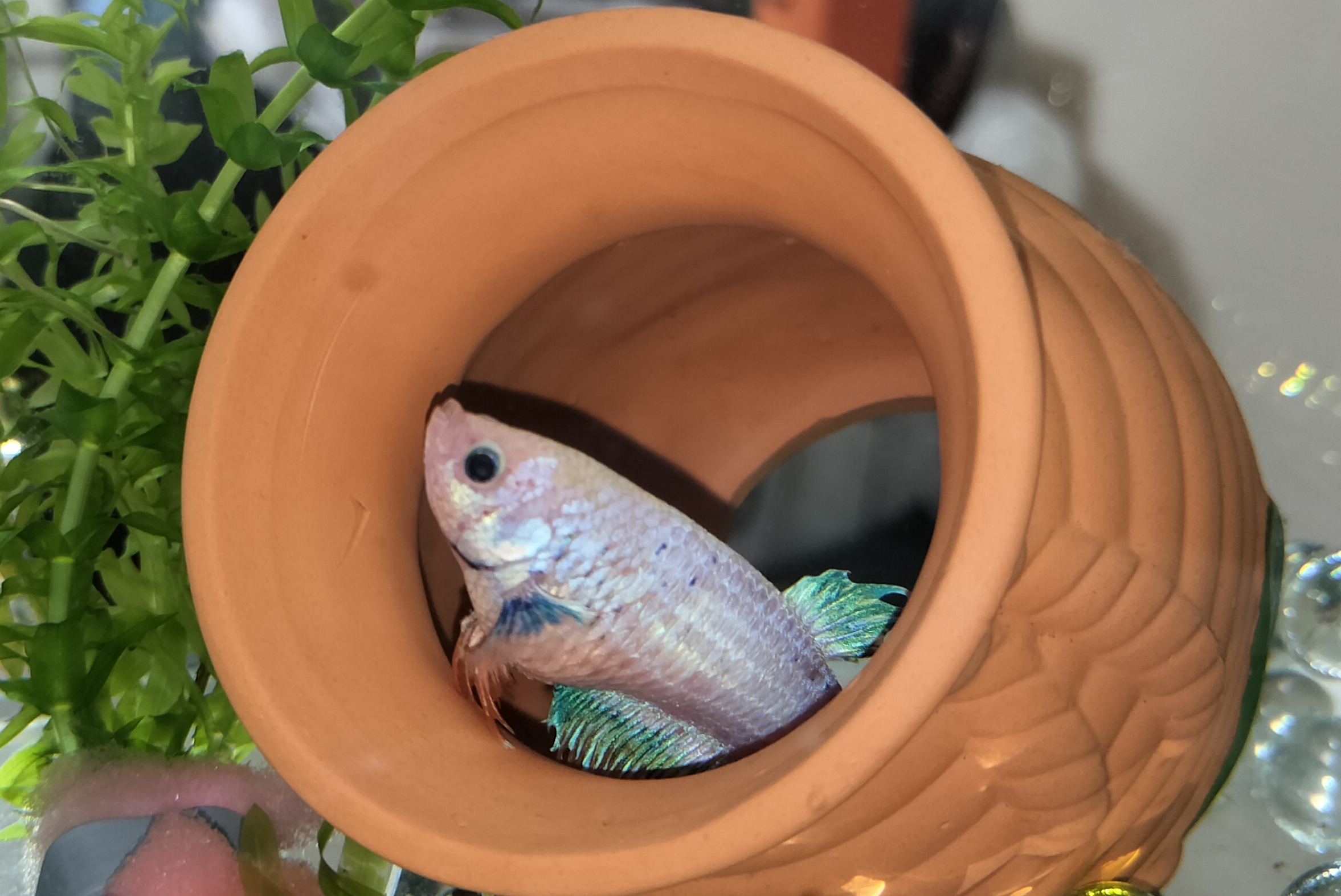 ベタ飼育ガイド